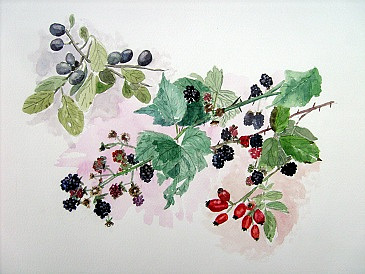 Rosehips, Blackberries & Sloes