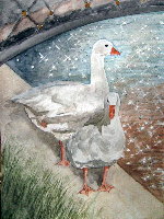 Geese & Parrett - Geese beside the River Parrett, Bridgwater