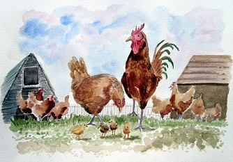 Chicken Run - Cockrel, hen and chicks