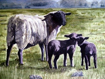Watch With Mother - Ewe and lambs