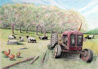 Time for Re-tyreing - Old tractor in orchard (Pencil)