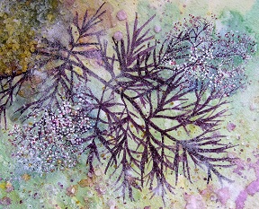Black Elder