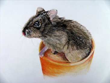 Dwarf Russian Hamster