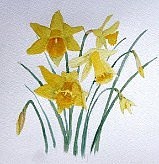 Daffodils