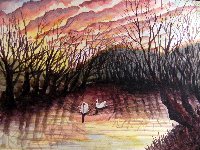Up With the Dawn - Swans on the Somerset Levels