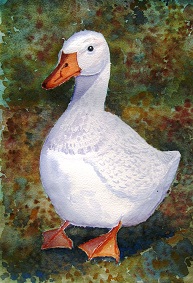 Bread Time? - Aylesbury duck