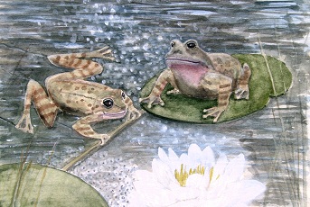It's a Frogs Life! - Frogs on water lily pads