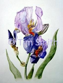 Bearded Iris