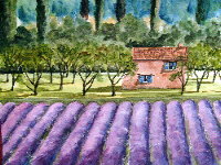 Land of Lavendar - Lavender Field