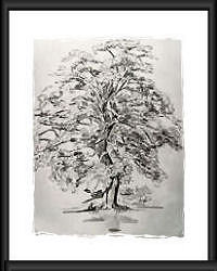 Old Oak Tree (Pencil)