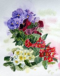Pansies and Hybrid Primroses