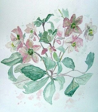 Hellebores