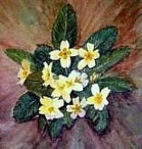 Primroses