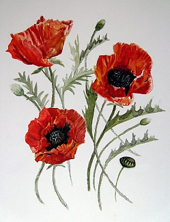 Oriental Poppies