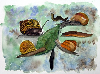 A Gastropod Party - Slugs and snails