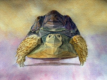 The Old Timer - Tortoise