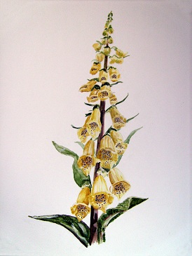 Foxglove